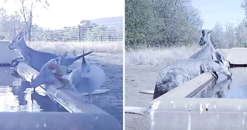 Zemljoradnik iz Australije postavio je vodu i stavio skrivenu kameru, pogledajte što je snimio