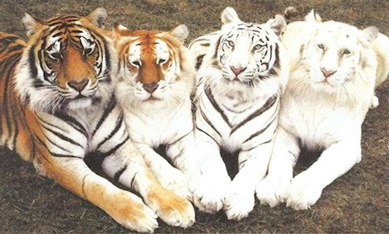 Ako operete tigra pre često njegove boje će izblijediti