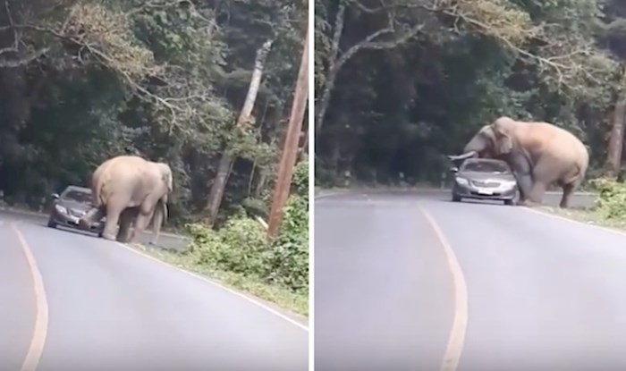VIDEO Ovaj slon jednostavno nije htio dopustiti vožnju planinskom cestom
