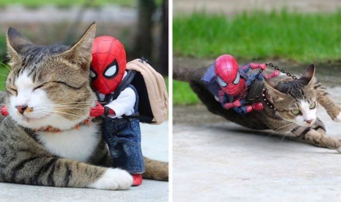 Umjetnik ubacuje malog Spidermana i mačke u najsmješnije scenarije