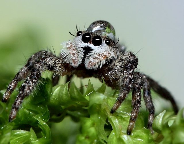 #11 Neki maleni pauci nose kapljice vode kao kape.