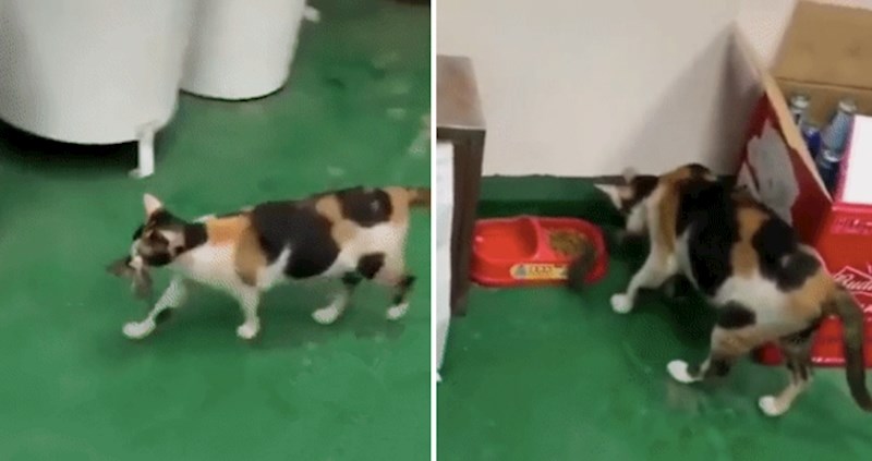 Ova mačka svoj ručak odlučila je podijeliti s najboljim prijateljem