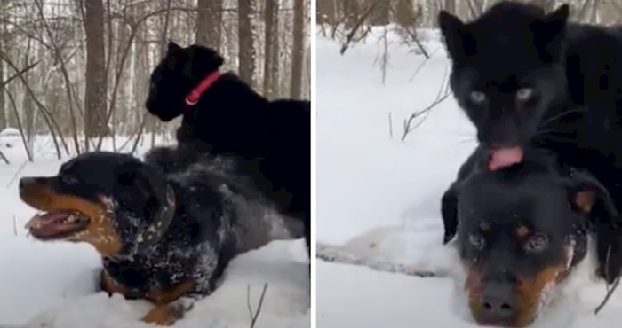 VIDEO Njihovo prijateljstvo najslađa je stvar koju smo danas vidjeli