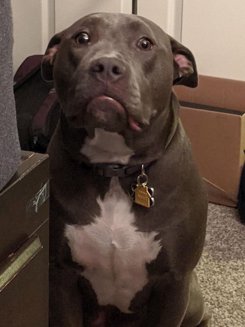 11. "Moj pas bulji u mene očekujući da ću mu dati dozvolu da skoči na krevet."