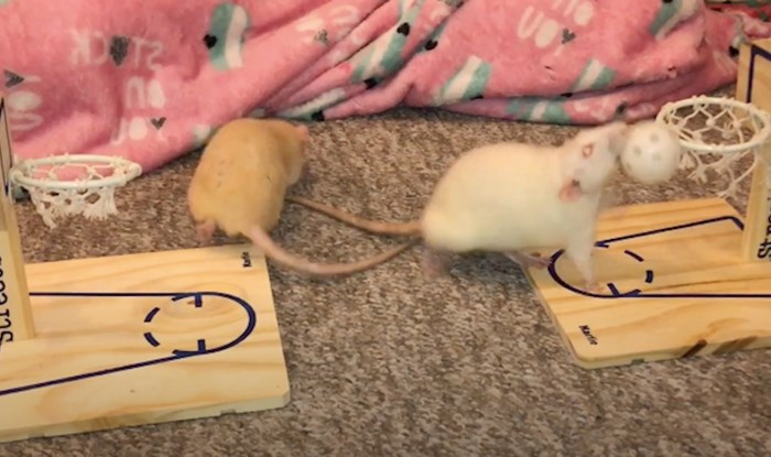 VIDEO Tko je rekao da miševi ne igraju košarku?