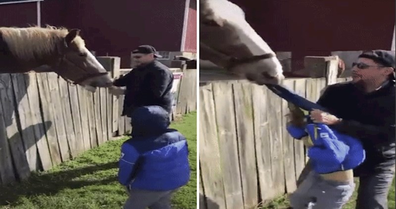 Samo su se htjeli upoznati s ovim konjem, pogledajte što se dogodilo