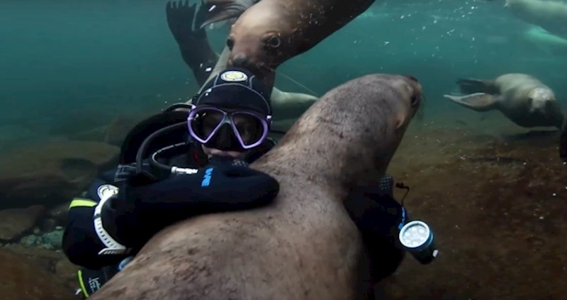 VIDEO Igra ovog ronioca sa skupinom morskih lavova će vas oduševiti