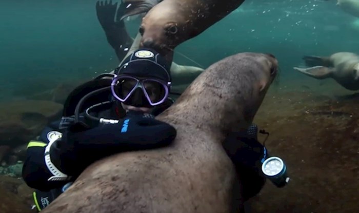VIDEO Igra ovog ronioca sa skupinom morskih lavova će vas oduševiti