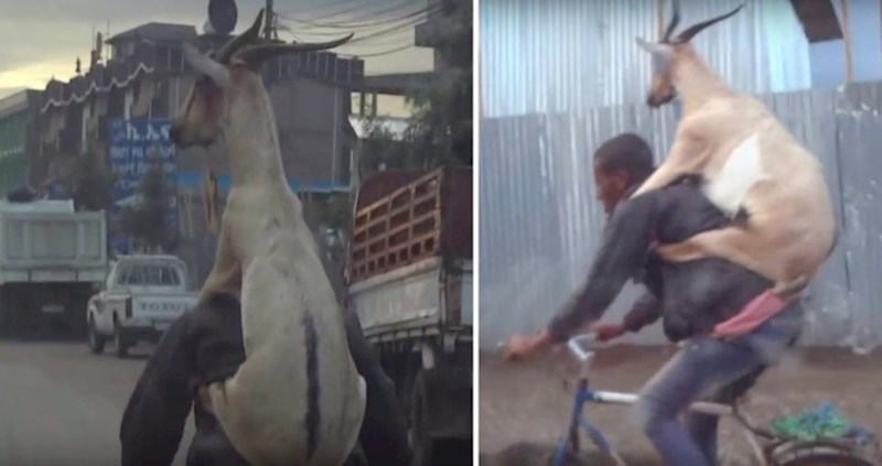 VIDEO Sjećate li se ovog urnebesnog videa? Čovjek vozi bicikl, a na leđima nosi kozu