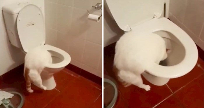 VIDEO Ne, ovo nije još jedan video mačke koja je naučila na toalet, pogledajte čega se dosjetila