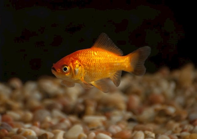 #6 Zlatne ribice nemaju kratak raspona memorije