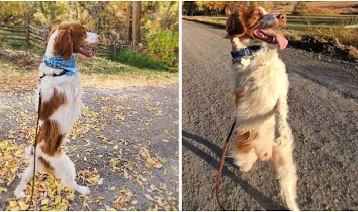 VIDEO Ovaj pas s tri noge postao je popularan na TikToku jer hoda uspravno kao čovjek
