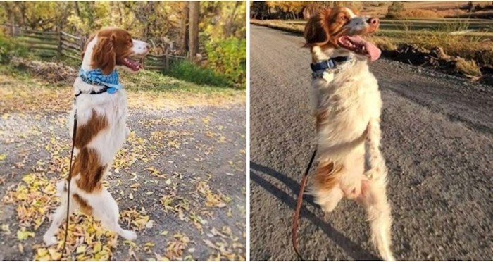 VIDEO Ovaj pas s tri noge postao je popularan na TikToku jer hoda uspravno kao čovjek