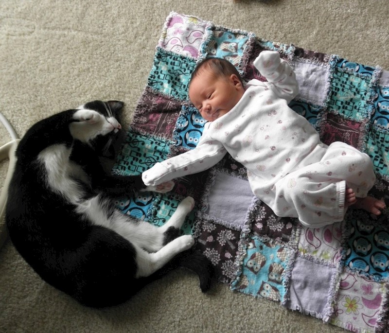 7. Mačke štite djecu od alergija.