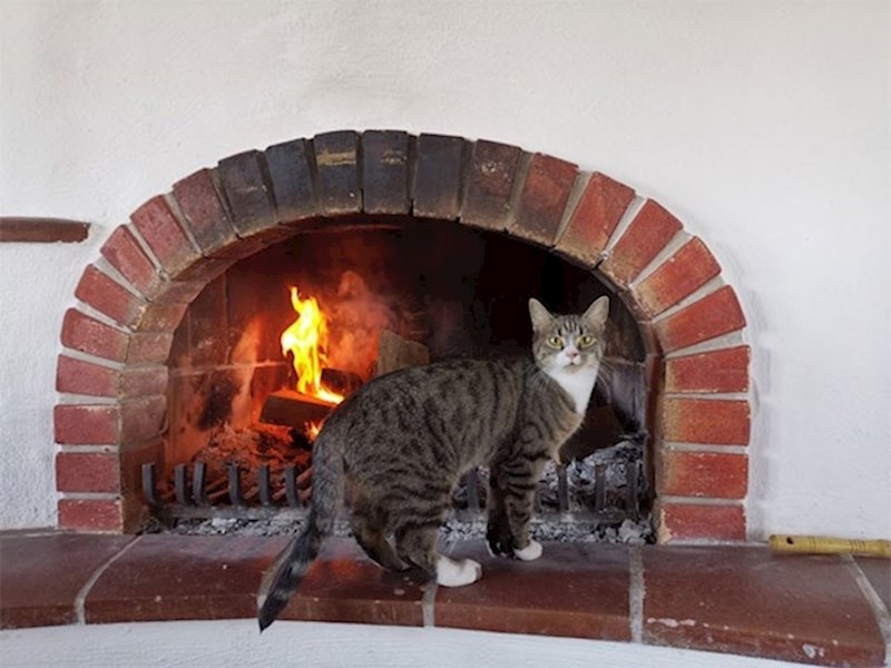 U dvorcu je živjelo šest mačaka.