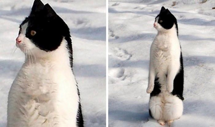 16 fotografija mački koje su se odlučile pretvarati da su pingvini