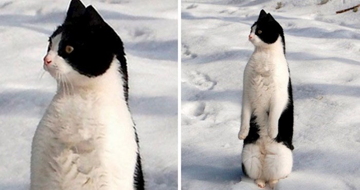 16 fotografija mački koje su se odlučile pretvarati da su pingvini