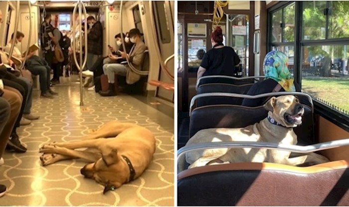 Ovaj pas lutalica privukao je pozornost u Istanbulu jer se redovno vozi javnim prijevozom