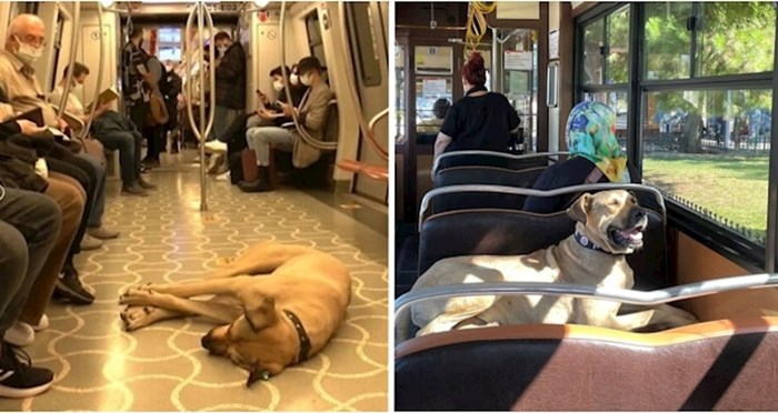 Ovaj pas lutalica privukao je pozornost u Istanbulu jer se redovno vozi javnim prijevozom