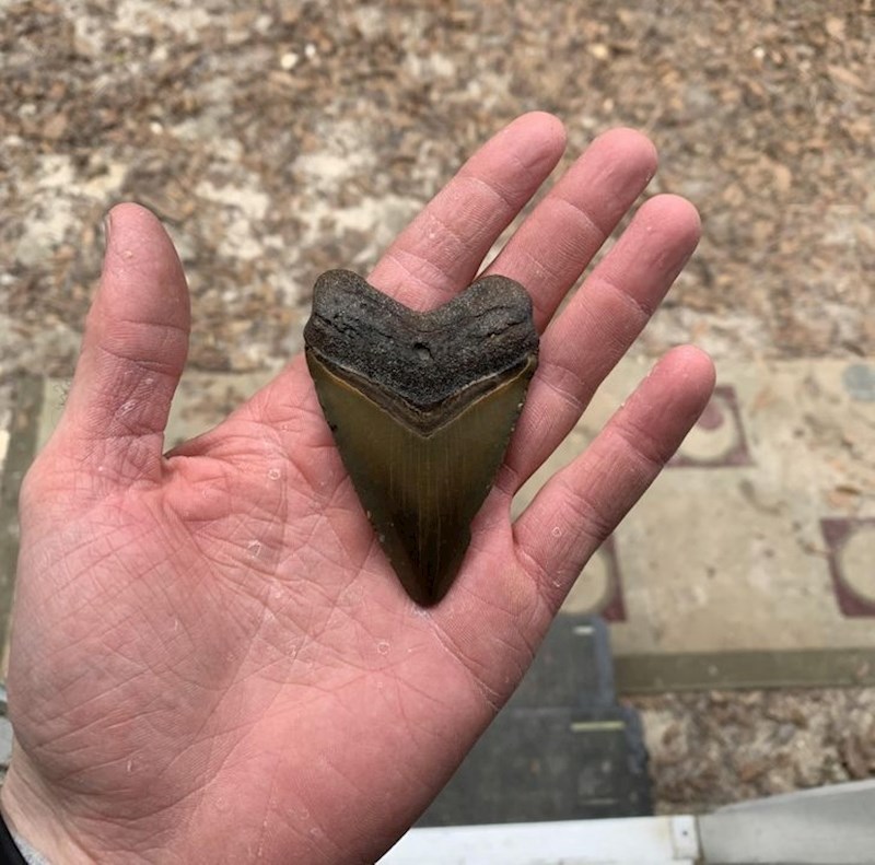 "Ogromni zub koji sam pronašao u prljavom potoku na Floridi!"