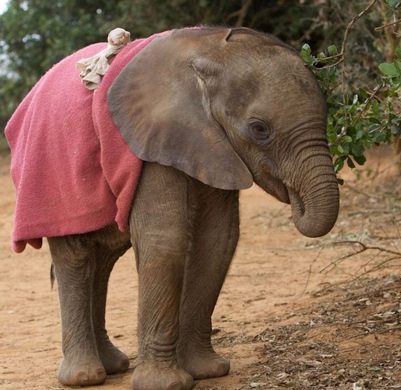 “Slonovi sišu surlu baš kao što bebe sišu palčeve.”