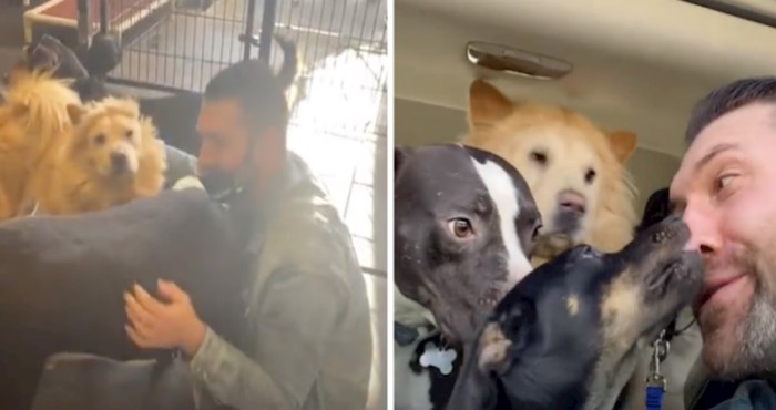 VIDEO Ovako izgleda veselje kad udomite više pasa odjednom