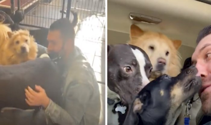 VIDEO Ovako izgleda veselje kad udomite više pasa odjednom