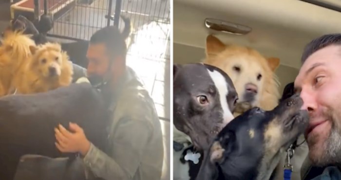 VIDEO Ovako izgleda veselje kad udomite više pasa odjednom
