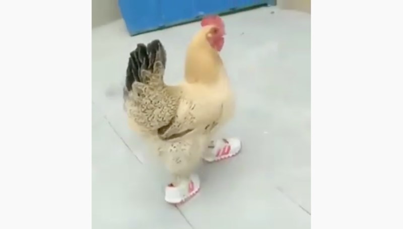 VIDEO Tko se ovoga sjetio?