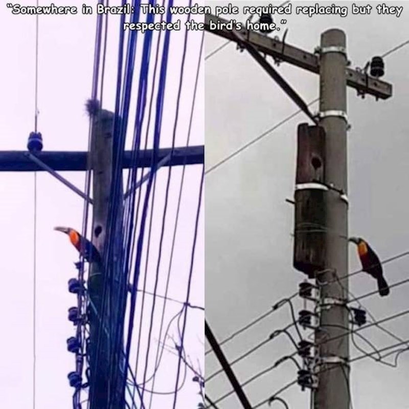 #9 Negdje u Brazilu trebalo je zamijeniti drveni stup, ali se poštovalo gnijezdo ptice.