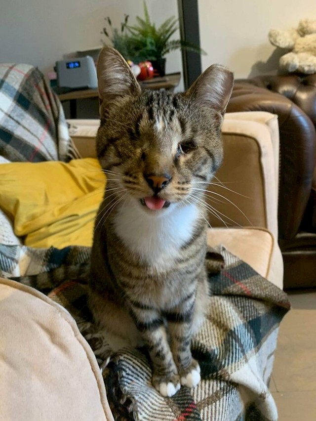 #3 Samo sam pomislila da moram podijeliti fotku svoje preslatke mačke!