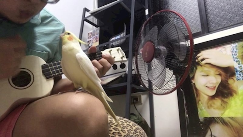 VIDEO Poslušajte pjesmu „Kad si sretan" u izvedbi čovjeka i papige