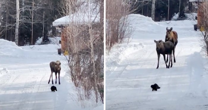 VIDEO Nevjerojatno hrabra mačka odlučila se upoznati s losovima