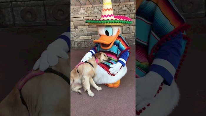 VIDEO Rastopit će vas reakcija ovog psa na napoznatijeg patka u svijetu