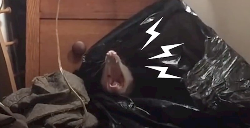 VIDEO Ova se žena šokirala kad je pronašla oposuma u ormaru, a još više se iznenadila kad je vidjela da nije sam