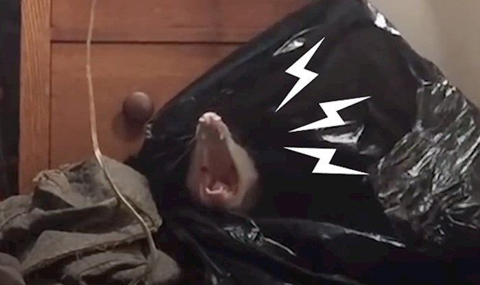 VIDEO Ova se žena šokirala kad je pronašla oposuma u ormaru, a još više se iznenadila kad je vidjela da nije sam