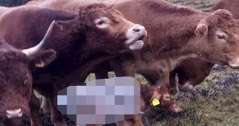 Ovo malo tele sada je spremno na sve vremenske uvjete