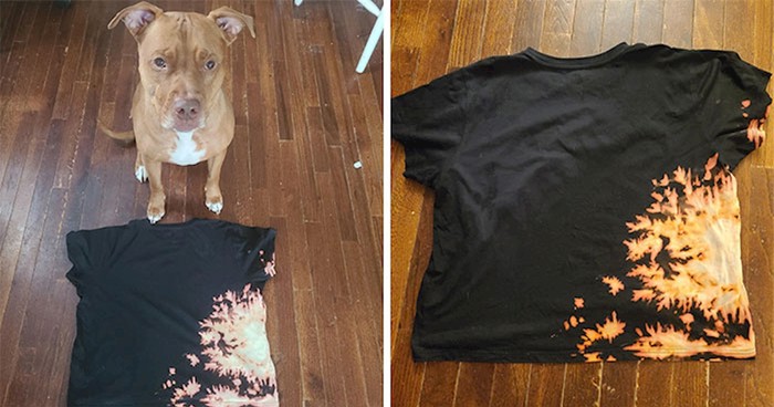 Ovaj pit bull slučajno je redizajnirao običnu majicu svog vlasnika u jednu izvanrednu