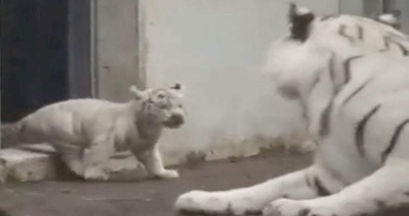 Ovaj mali tigar uspio je preplašiti svoju majku i nasmijati sve