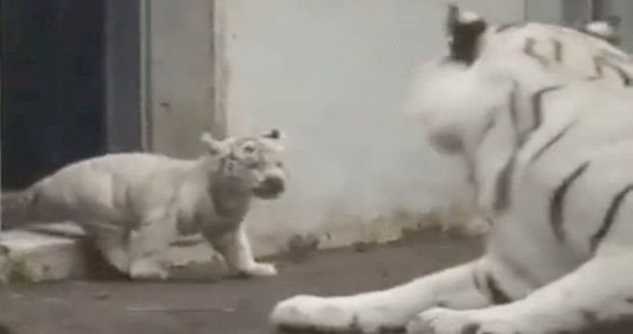 Ovaj mali tigar uspio je preplašiti svoju majku i nasmijati sve