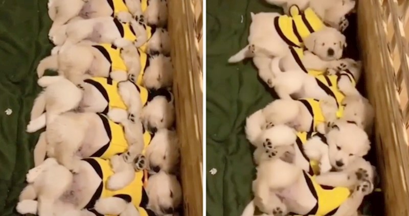 Štenci koji se sinkronizirano bude, najslađa je stvar koju će te danas vidjeti