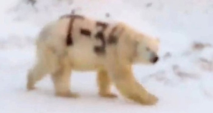 Okrutni zlostavljači životinja nacrtali su T-34, ime sovjetskog tenka na polarnog medvjeda
