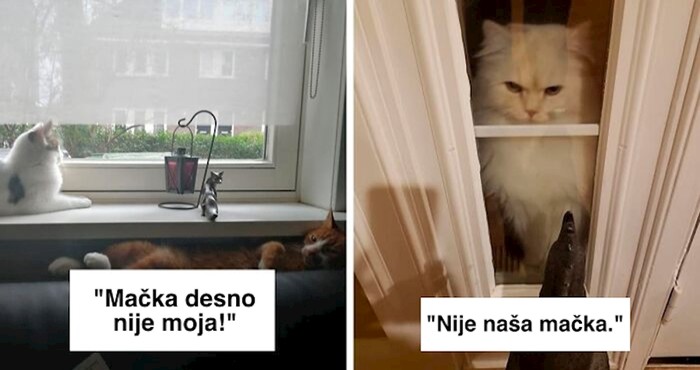 Ova Facebook grupa prepuna je fotki mačaka koje su se doslovno odlučile same udomiti