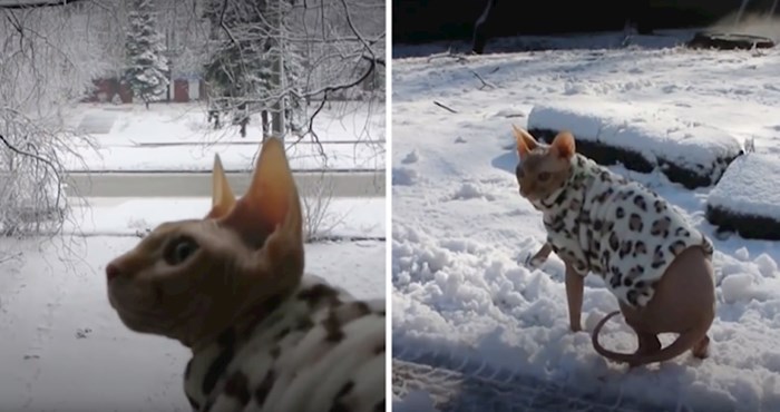 VIDEO Ova bezdlaka mačka inzistirala je na odlasku u šetnju, pogledajte kako je to završilo