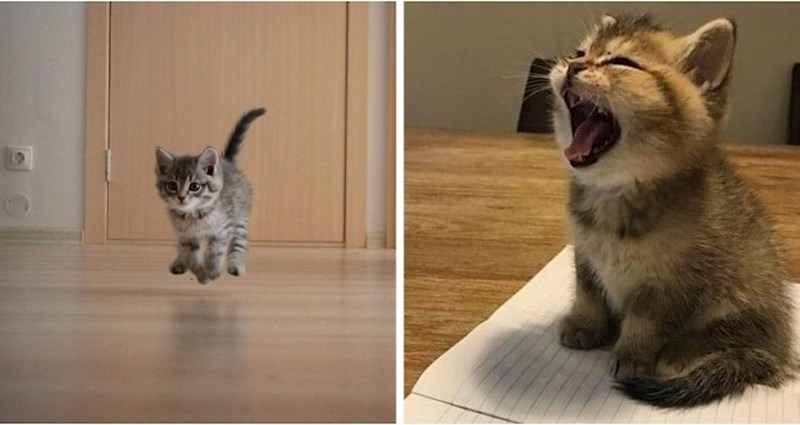 18 preslatkih mačića koji će uljepšati i najtmurniji dan