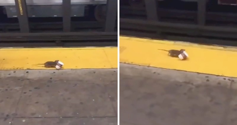 VIDEO Ovaj genijalni miš odlučio je popiti svoju jutarnju kavu pod svaku cijenu