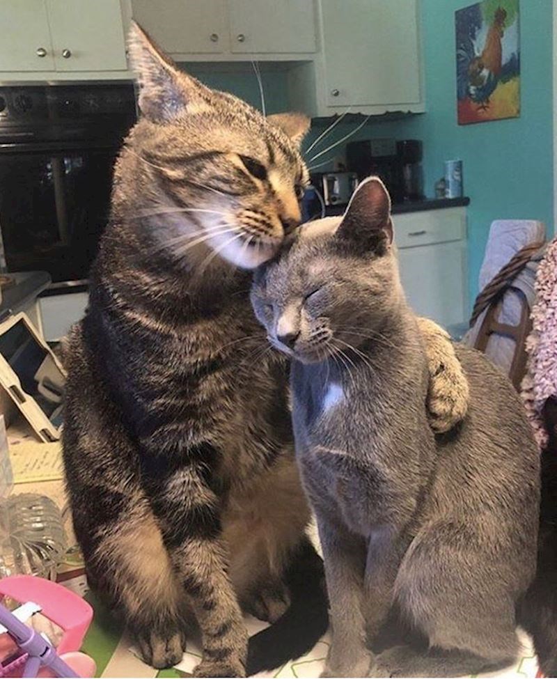 13. Zabranjeno je sterilizirati mačke u Norveškoj.