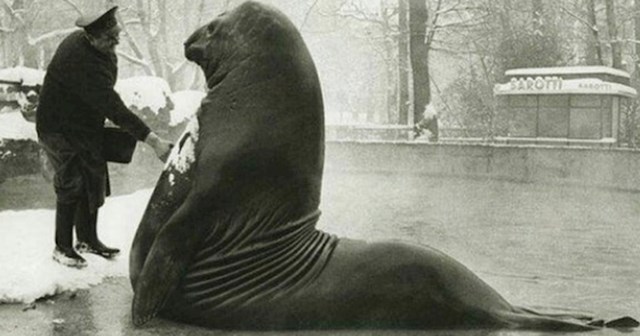 #3 Voditelj berlinskog zoološkog vrta daje Rolandu, morskom slonu od 4 tone snježnu kupku. 1930-ih.