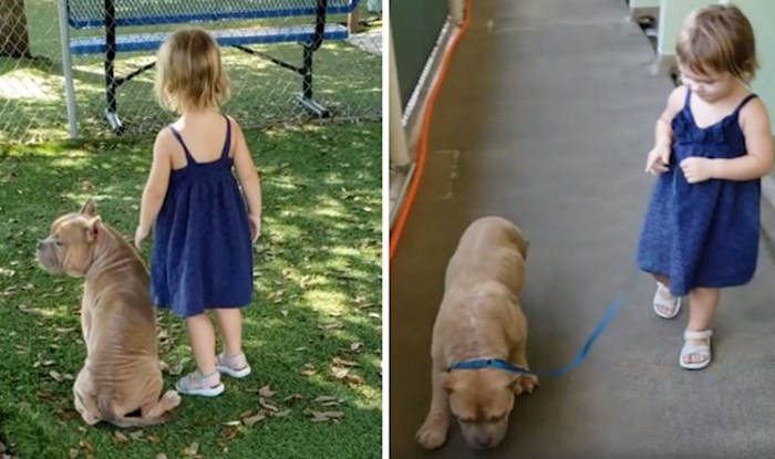 VIDEO Bolesni pit bull iz skloništa za pse osvojio je srce ove 2-godišnjakinje, od tada su nerazdvojni