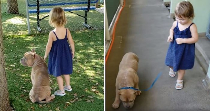 VIDEO Bolesni pit bull iz skloništa za pse osvojio je srce ove 2-godišnjakinje, od tada su nerazdvojni